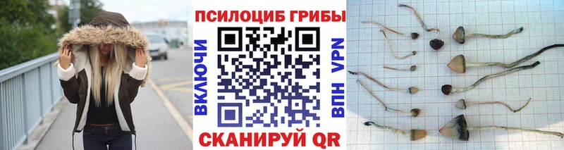 Галлюциногенные грибы Psilocybine cubensis Павловск